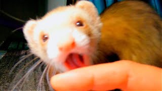 Help My Ferret is OBSESSED [upl. by Wasson]