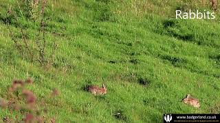 Rabbits and Brown Hare seen near a community based nature reserve [upl. by Grier]