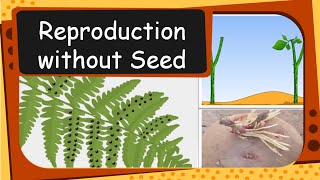 Science  Plant Reproduction without seed  English [upl. by Rex]