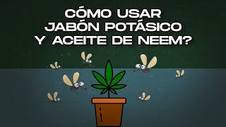 Cómo usar JABÓN POTÁSICO y ACEITE DE NEEM Trips y Preventivo [upl. by Beshore133]