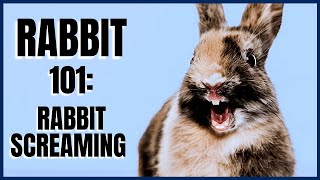 Rabbit 101 Rabbit Screaming [upl. by Valiant]