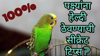 lovebird पक्ष्यांना हेल्दी ठेवण्याची सीक्रेट टिप्स bird KO healthy rakhane ka upay in marathi [upl. by Anitnamaid]