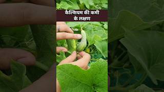 बेल वाली सब्जियाँ टेढ़ी हो जाती हैं micronutrients की कमी की पहचान उपाय सीख लो🥒 micronutrients [upl. by Collbaith]