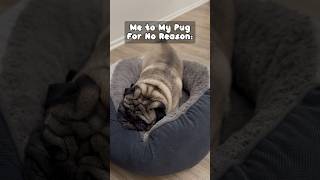 Cute Pug is a GREAT Friend🐶😊 [upl. by Eeleak]