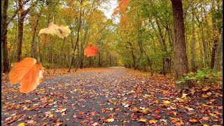 Autumn Leaves FallingBlowing From Trees on a Windy Fall Day  Relaxing AmbienceFREE Stock Footage [upl. by Ladnor226]