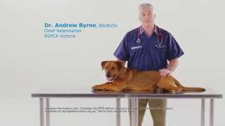 Get protection from the costs of unexpected vet bills  RSPCA Pet Insurance TVC [upl. by Boigie]