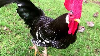 A handsome rooster crowing louds in the early morning [upl. by Yasibit]