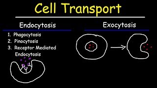 Cell Transport  Endocytosis Exocytosis Phagocytosis and Pinocytosis [upl. by Mariellen10]