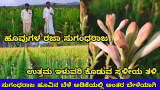 ಸುಗಂಧರಾಜ ಹೂವಿನಬೇಳೆ  Sugandaraja flower farming  Tuberose flower crop  tuberose crop kannada [upl. by Matthaeus]