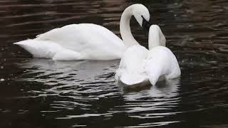 Trumpeter Swans quotTrumpetingquot [upl. by Raddatz]