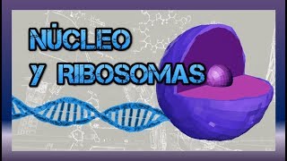 Núcleo y ribosomas BIOLOGÍA CELULAR [upl. by Drofdarb278]