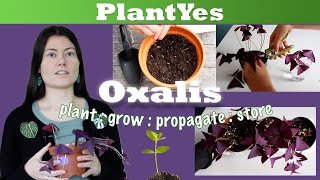 Oxalis triangularis  Planting Propagation and Corm harvest ☘️ step by step guide [upl. by Anatolio169]