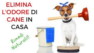 Eliminare lodore di cane in casa rimedi naturali fai da te anche odore di urina [upl. by Halilahk64]