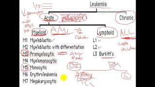 Pathology  dr Nafea  Acute myeloid leukemia AML أورام [upl. by Onimod]