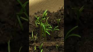 Close up of cilantro sprouts dancing while growing on windowsill microgreenssalads owngrownplants [upl. by Giardap]