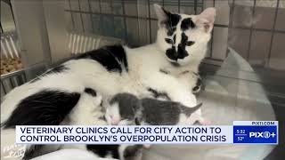 Nonprofit tackles cat overpopulation crisis in Brooklyn [upl. by Aninaj963]