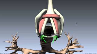 Larynx  Ligaments Membranes Vocal Cords  3D Anatomy Tutorial [upl. by Lamdin]