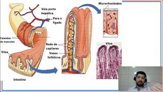 Fisiologia da digestão dos animais ruminantes II [upl. by Tella]