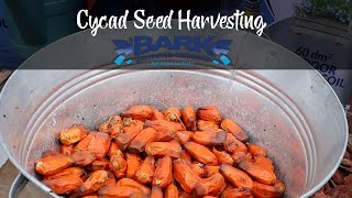 Cycad Seed Harvesting [upl. by Zeiger]