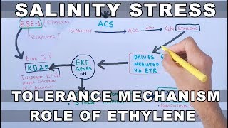 Salinity Stress  Tolerance Mechanism by Ethylene [upl. by Negyam878]