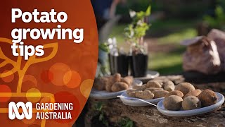 Tips for growing potato and sweet potato varieties in a pot  Gardening 101  Gardening Australia [upl. by Kassity]