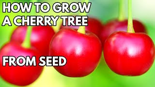 How to Grow Cherry Tree from Seed  THE SIMPLE AND EASY WAY [upl. by Bengt271]