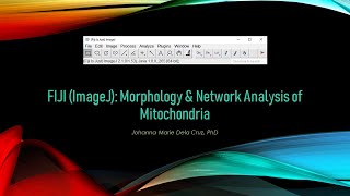 FIJI ImageJ Morphology amp Network Analysis of Mitochondria [upl. by Ettenom]