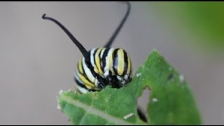 Life Cycle of the Monarch Butterfly [upl. by Htebzile623]