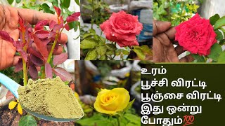 ரோஜா செடியை மழை காலத்தில் பாதுகாக்க இது ஒன்று போதும்💯rose plant fertilizerpesticides for plants [upl. by Niamreg]