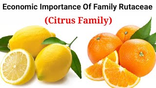 Economic Importance Of Family Rutaceae Citrus Family In HindiUrdu [upl. by Missie]