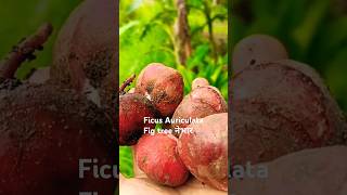 नेभार Ficus auriculata fig tree shorts figtree fruit villagelife music [upl. by Suciram]