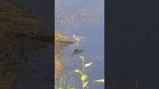 Spotted sandpiper [upl. by Ert]