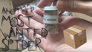 MYSTERY TARANTULA UNBOXING · bolty slings [upl. by Urbai]