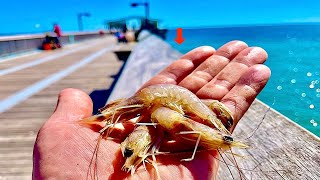 Saltwater PIER FISHING with Shrimp [upl. by Lleunamme521]