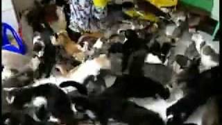 CAT FEEDING FRENZY MUST SEE [upl. by Landry]