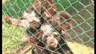 The German Wirehaired Pointer and The German Shorthaired Pointer  Pet Dog Documentary English [upl. by Oigolue]