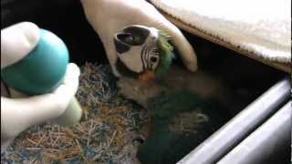 Blue amp Gold Macaw chicks 3 Priam Research amp Breeding [upl. by Yelyak5]