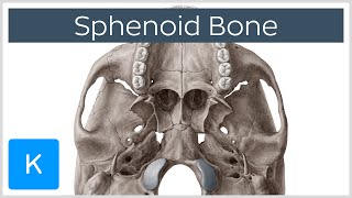 Sphenoid Bone  Definition Location amp Function  Human Anatomy  Kenhub [upl. by Lamberto244]