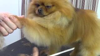 Pet Grooming for a Pomeranian starring Baa Baa [upl. by Santiago]