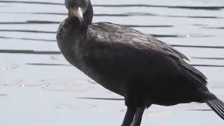 doublecrested cormorant call [upl. by Meill]