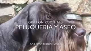 Griffon Korthals  Peluquería y aseo [upl. by Puiia]