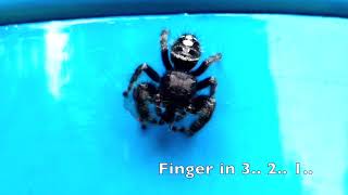 Regal Jumping Spider Eating A Gnat [upl. by Urana]