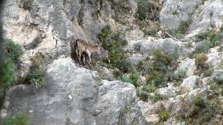 Caza de Macho Montes en la Sierra de Grazalema HD [upl. by Ettigdirb]