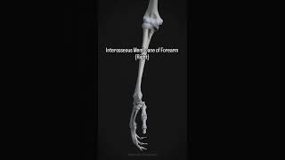 Interosseous membrane of forearm [upl. by Patterman248]