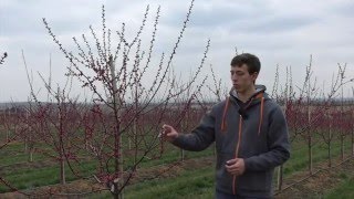 Ausdünnen zur Blüte bei MarillenAprikosen [upl. by Montague]