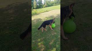 Liesel Gets Growly germanshepherd gsdmode4life happypuppy sillypuppy jollyball gsdforever [upl. by Tung]