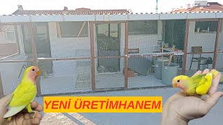 YENİ ÜRETİMHANEM SİZLERLE KAFES SİSTEMİNDEN SALMA SİSTEME GEÇİŞ  SEVDA PAPAĞANI ÜRETİMHANEM 2023 [upl. by Clova]