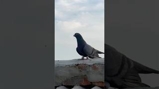 shahjahanpuri pigeon amazing landing 🛬 part 7  pigeon kabootar shortsfeed shorts [upl. by Ellard598]