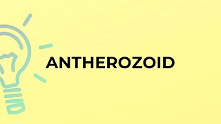 What is the meaning of the word ANTHEROZOID [upl. by Conner]