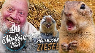 Richardson ZIESEL  ERDHÖRNCHEN als Haustier  NORBERTS WELT  Zoo Zajac [upl. by Namlas475]